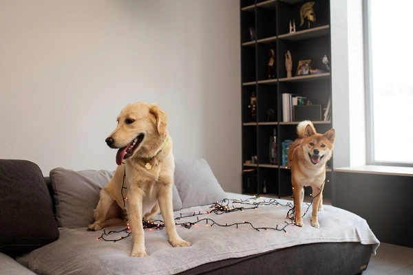 Estratégias para Minimizar o Latido Excessivo de Cães em Casa